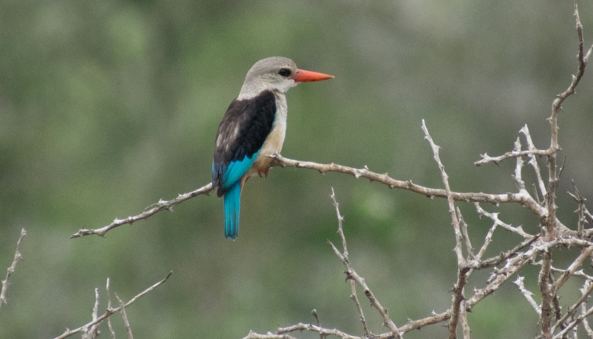 Gray-headed Kingfisher - ML387250621