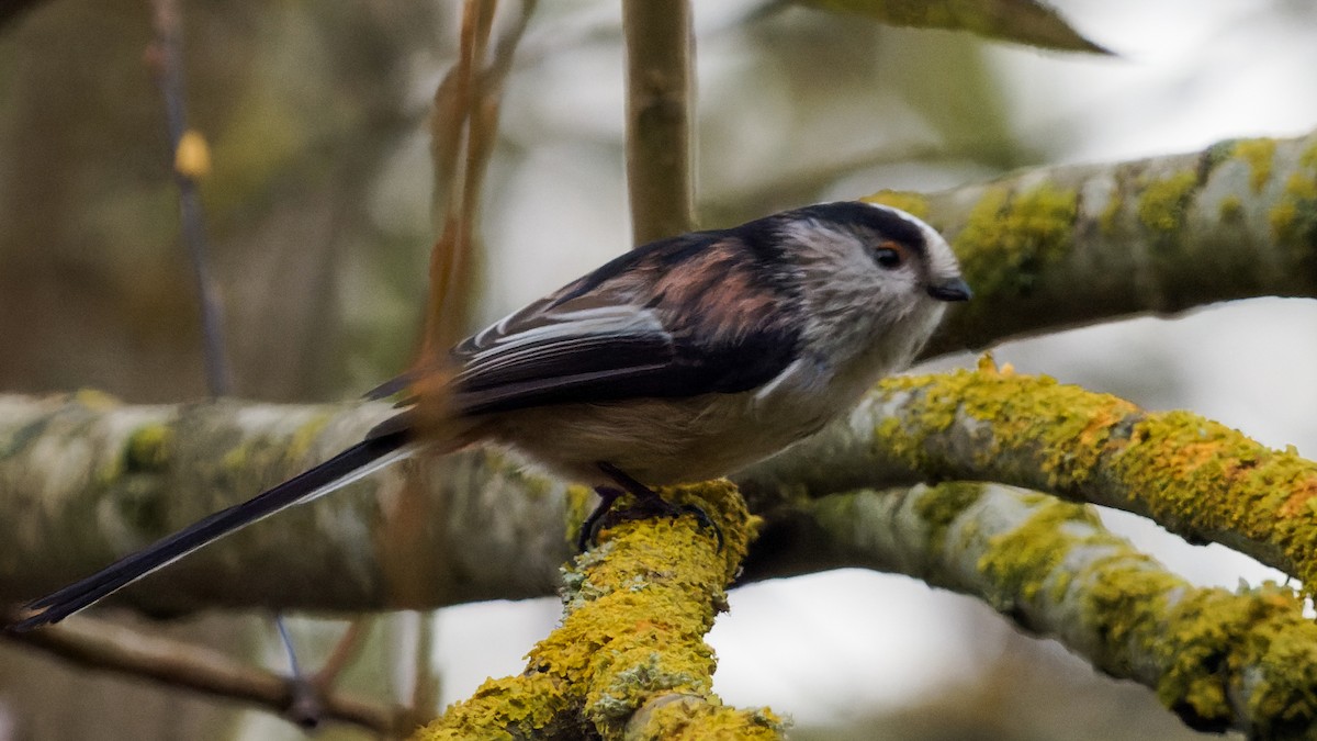 Long-tailed Tit - ML387251941