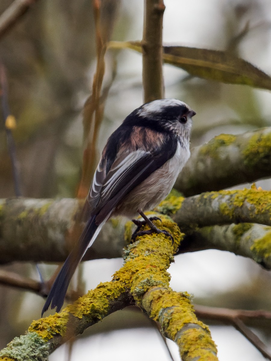 Long-tailed Tit - ML387251951