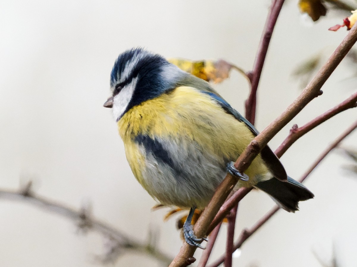 Eurasian Blue Tit - ML387251971