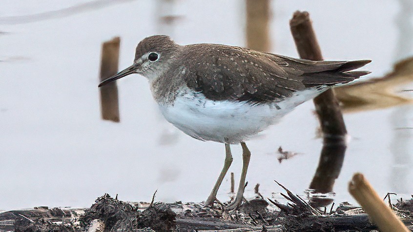 Solitary Sandpiper - Jim Gain