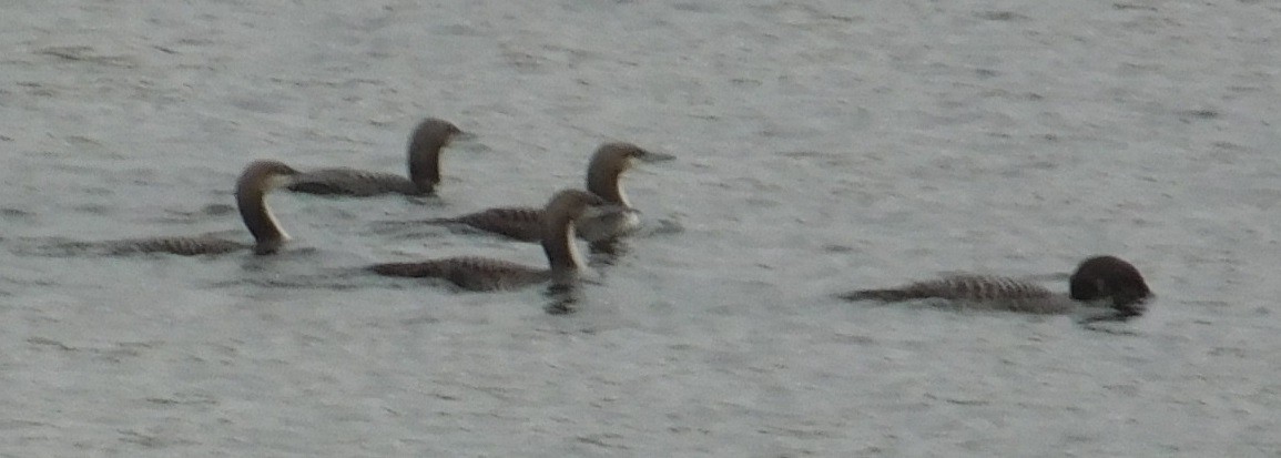 Pacific Loon - ML38725361