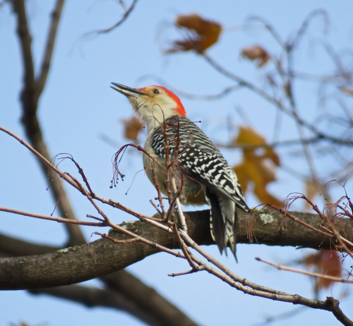 Red-bellied Woodpecker - ML387254301