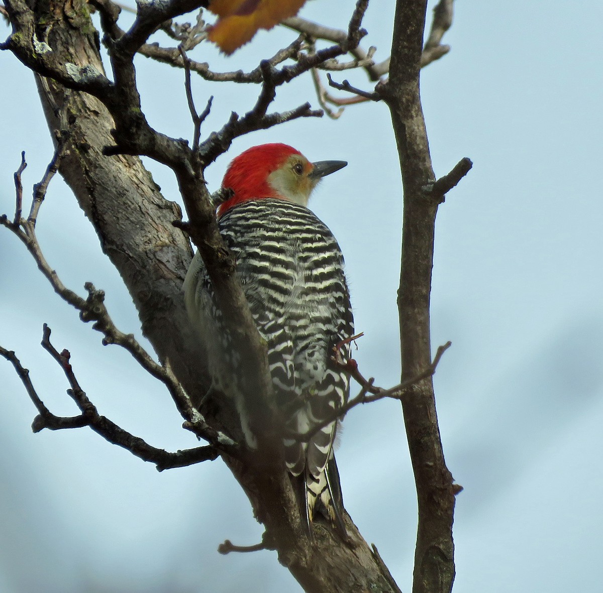 Red-bellied Woodpecker - ML387254321