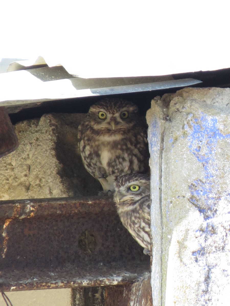 Little Owl - ML387255641