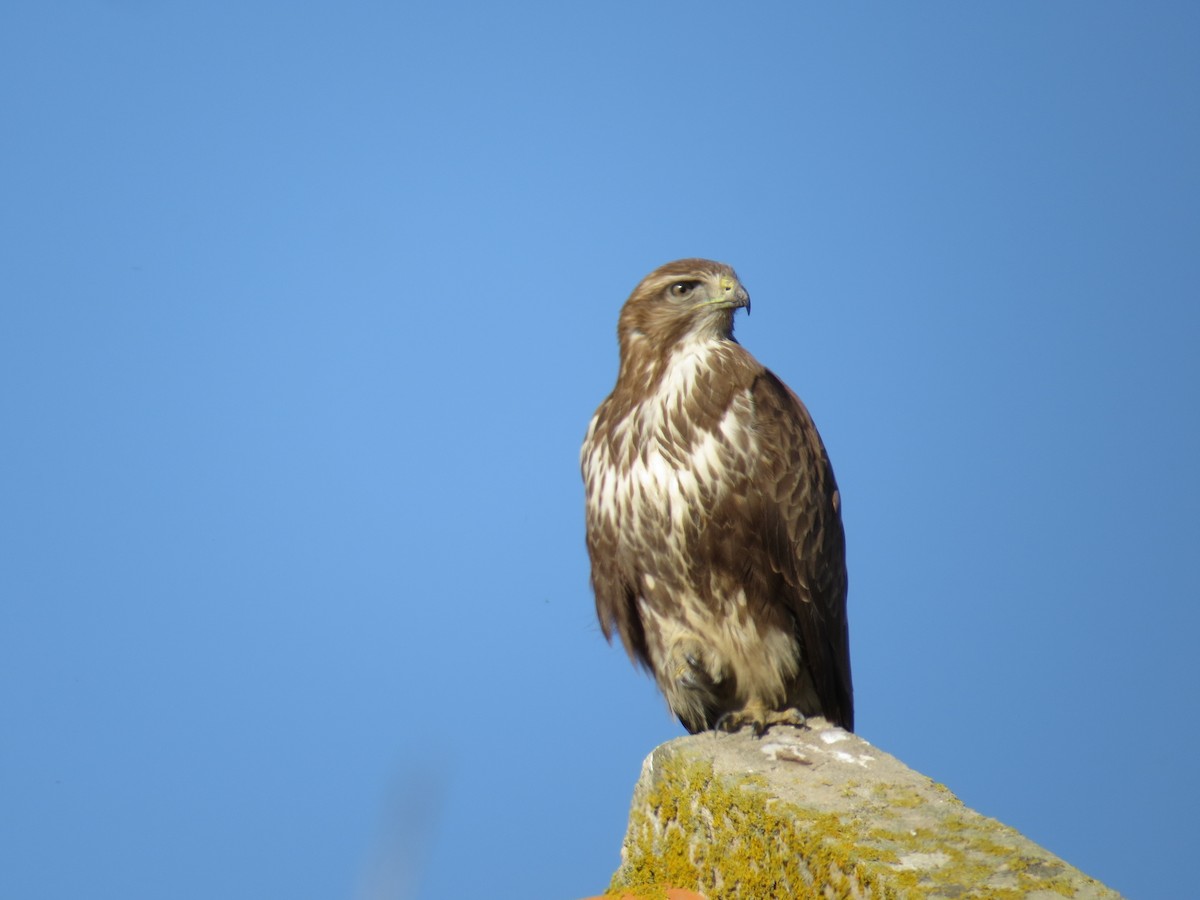 Common Buzzard - ML387255731