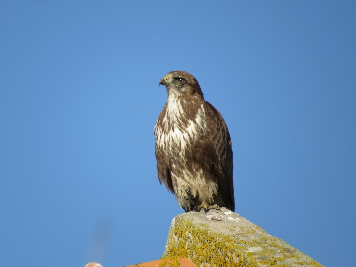 Common Buzzard - ML387255831