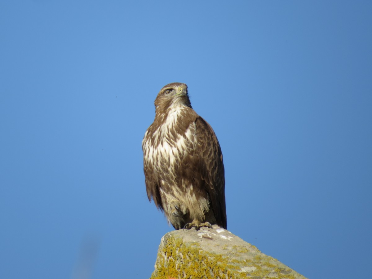 Common Buzzard - ML387255841