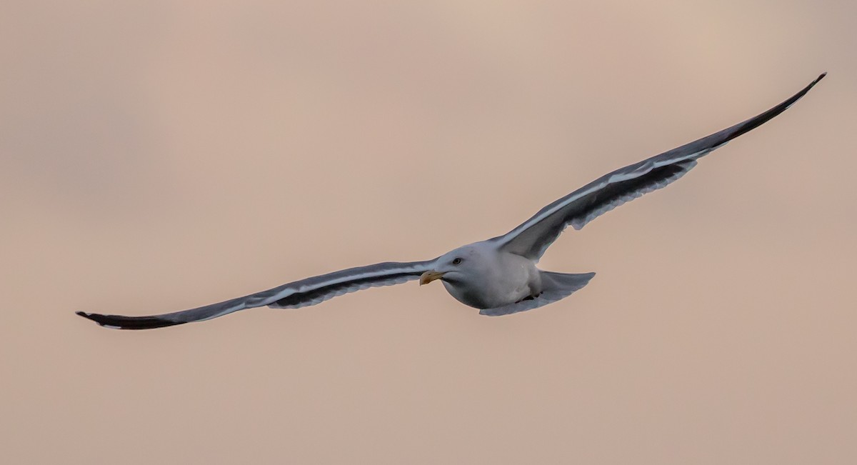 Yellow-legged Gull - Francisco Pires