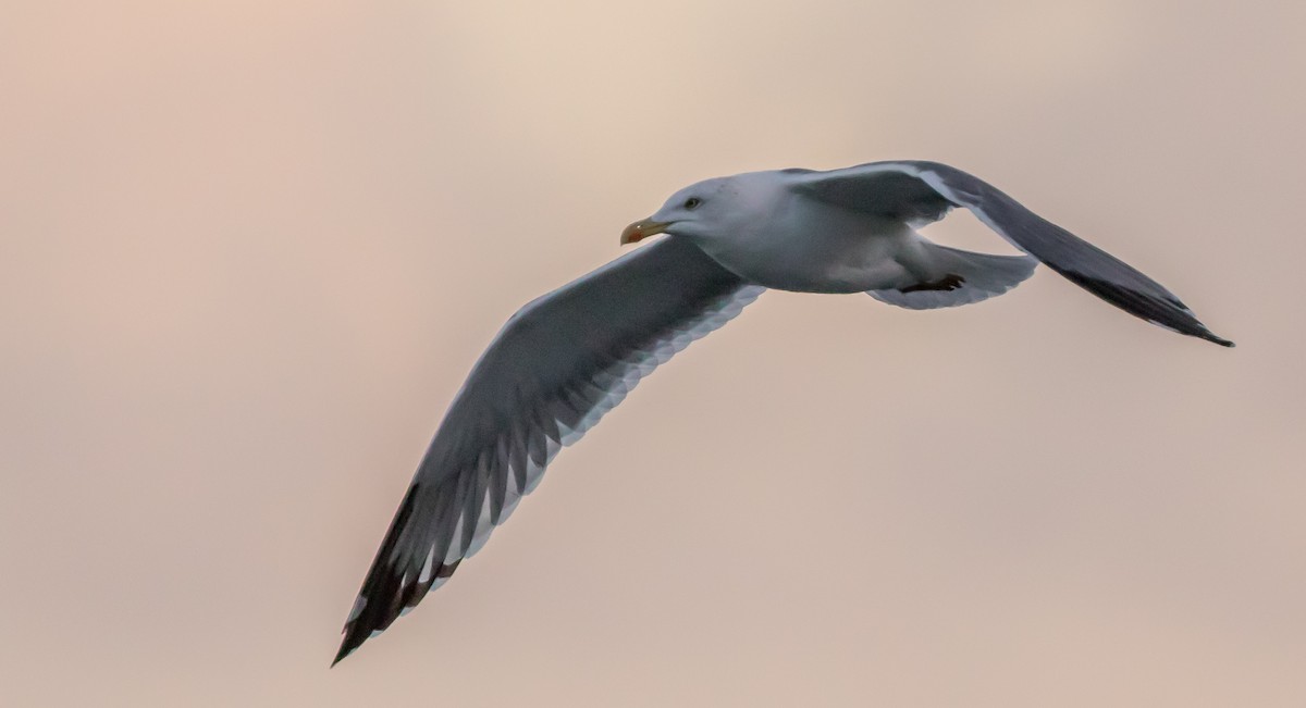 Yellow-legged Gull - ML387255961