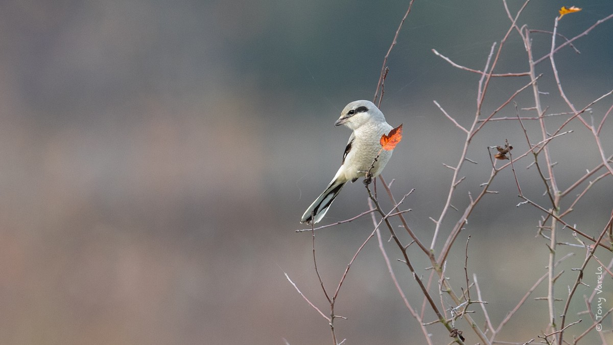 Northern Shrike - ML387256071