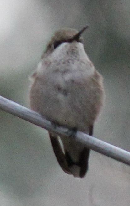 Black-chinned Hummingbird - ML387256351