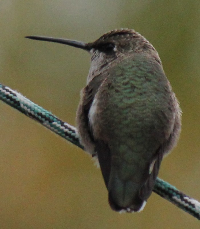 Black-chinned Hummingbird - Mike Taylor