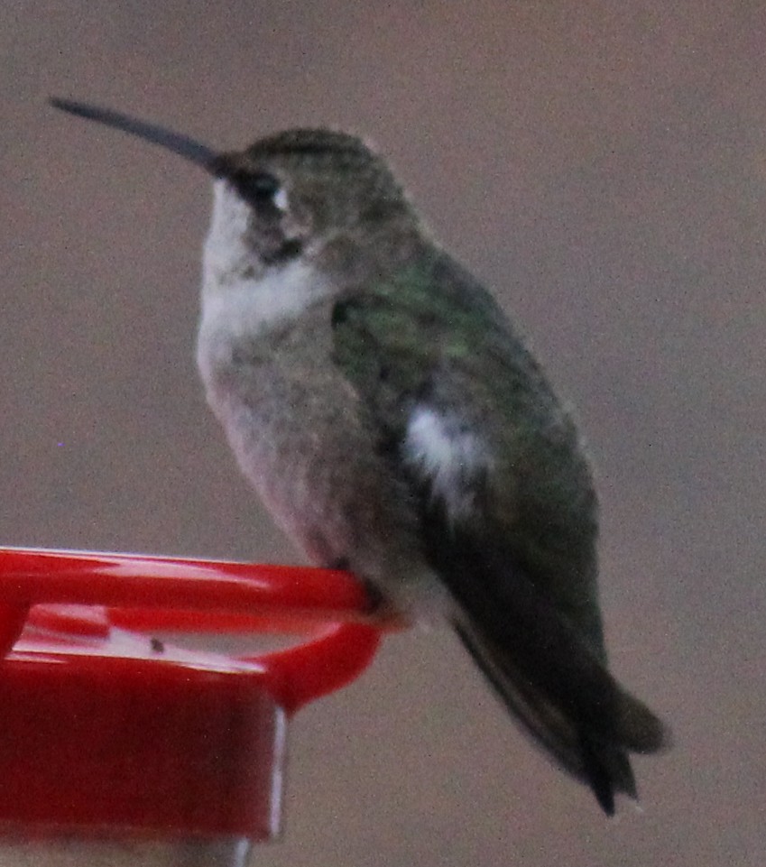 Black-chinned Hummingbird - ML387256381