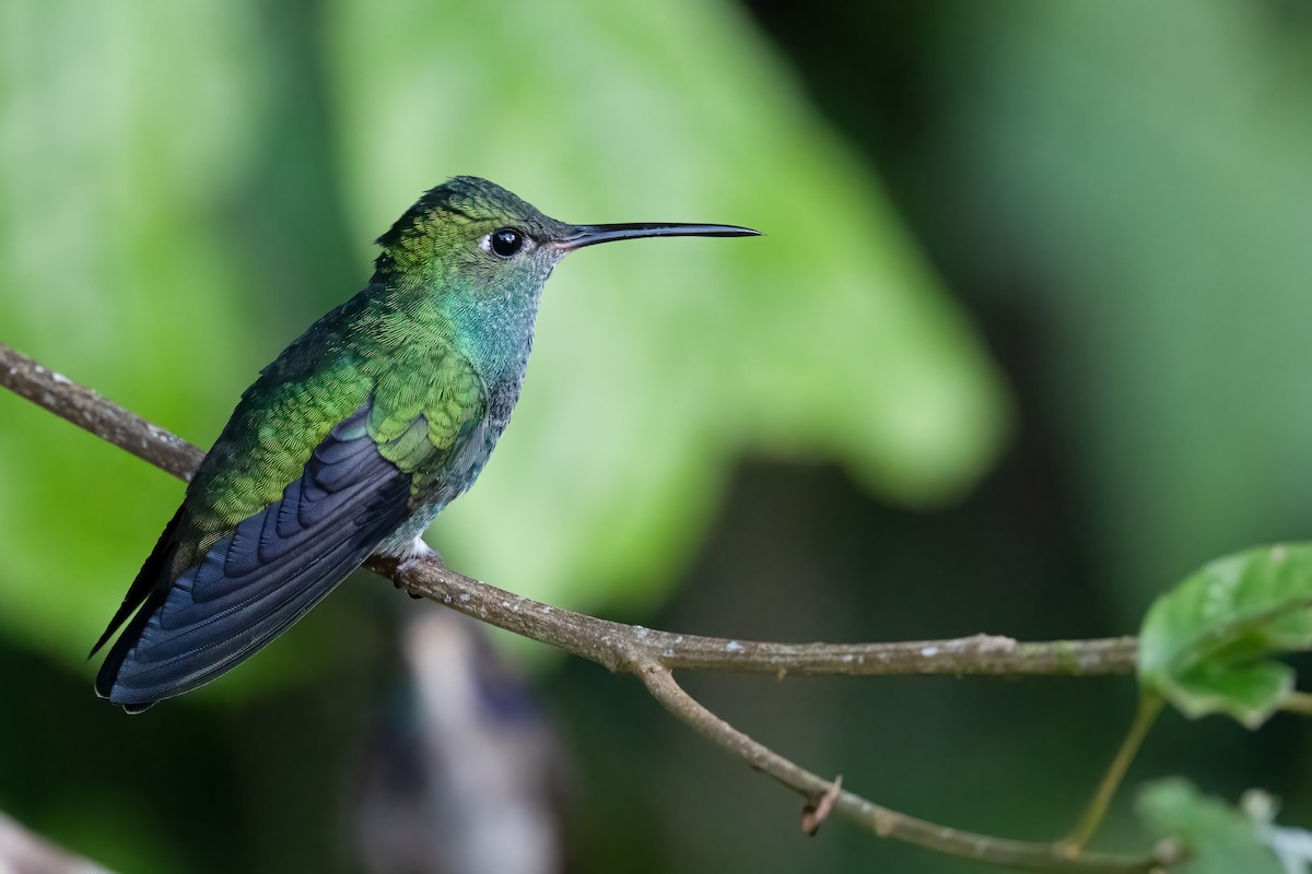 Glittering-throated Emerald - ML387257721