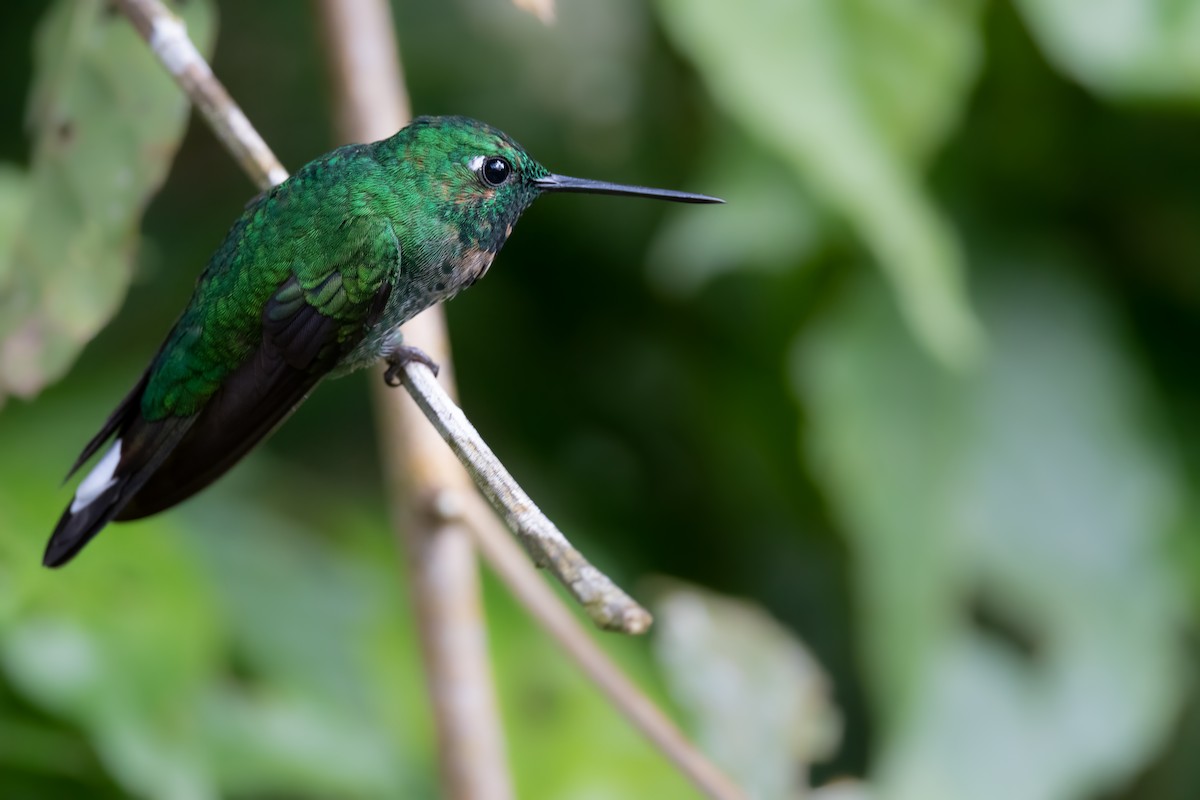 Rufous-vented Whitetip - ML387257781