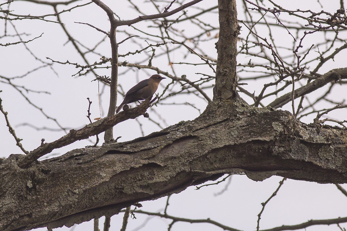 Rusty Blackbird - ML387258151