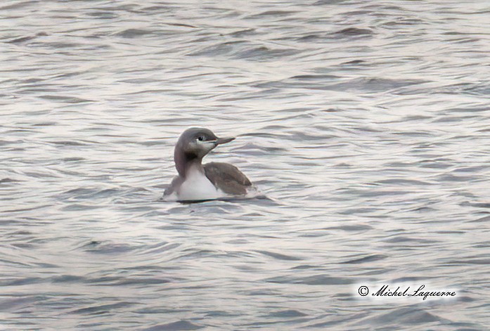 Red-throated Loon - ML387260121