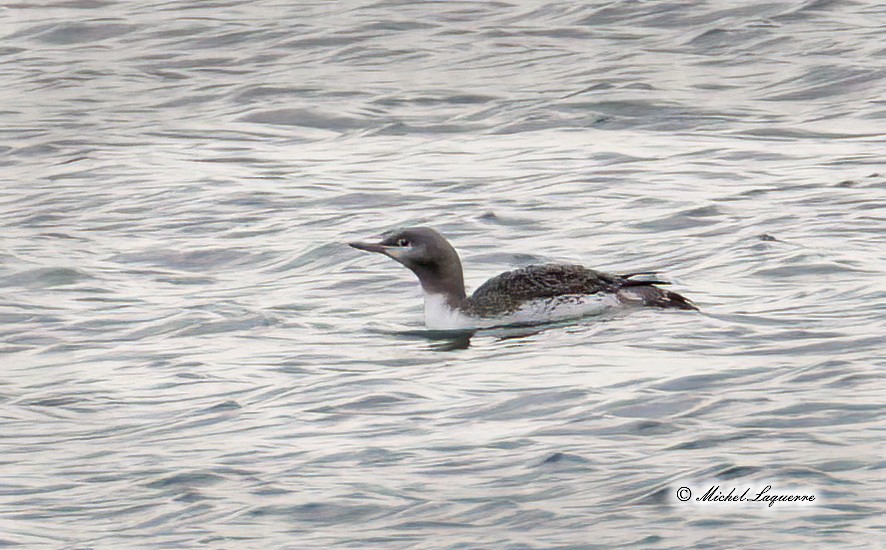 Red-throated Loon - ML387260141