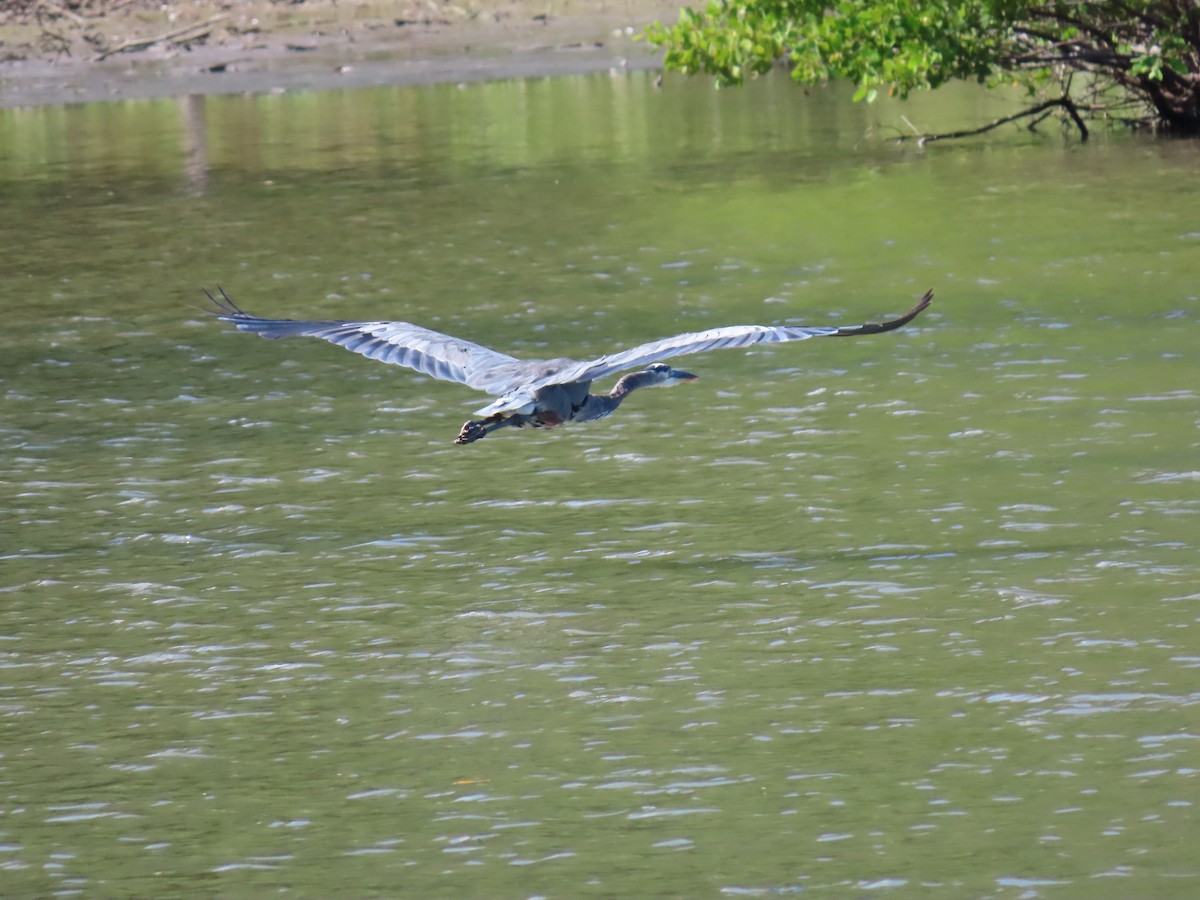 Great Blue Heron - Anuar Acosta