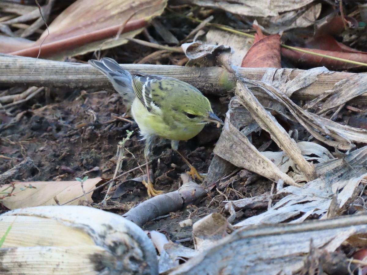 Blackpoll Warbler - ML387262161