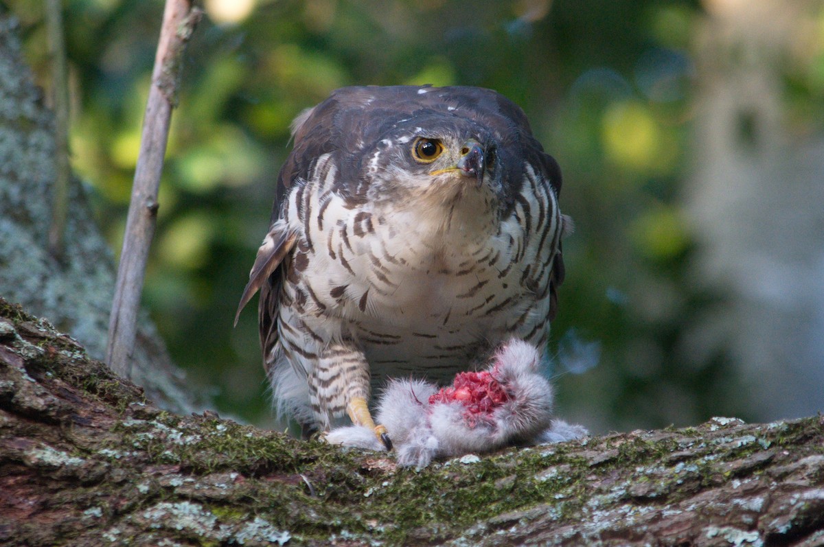 African Goshawk - ML387262881