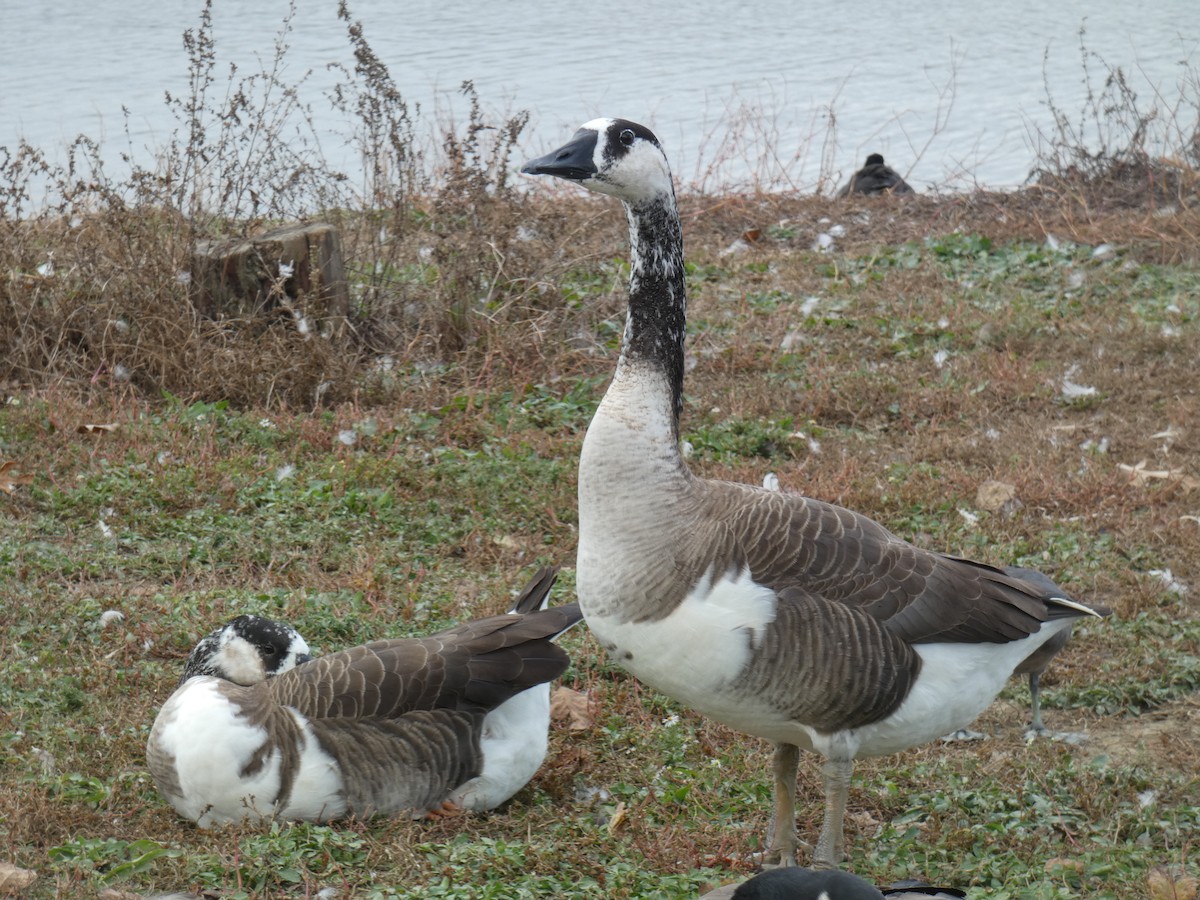 Swan x Canada Goose (hybrid) - Matthew Middleton