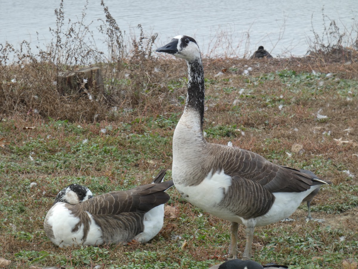 Swan Goose x Canada Goose (hybrid) - ML387263651