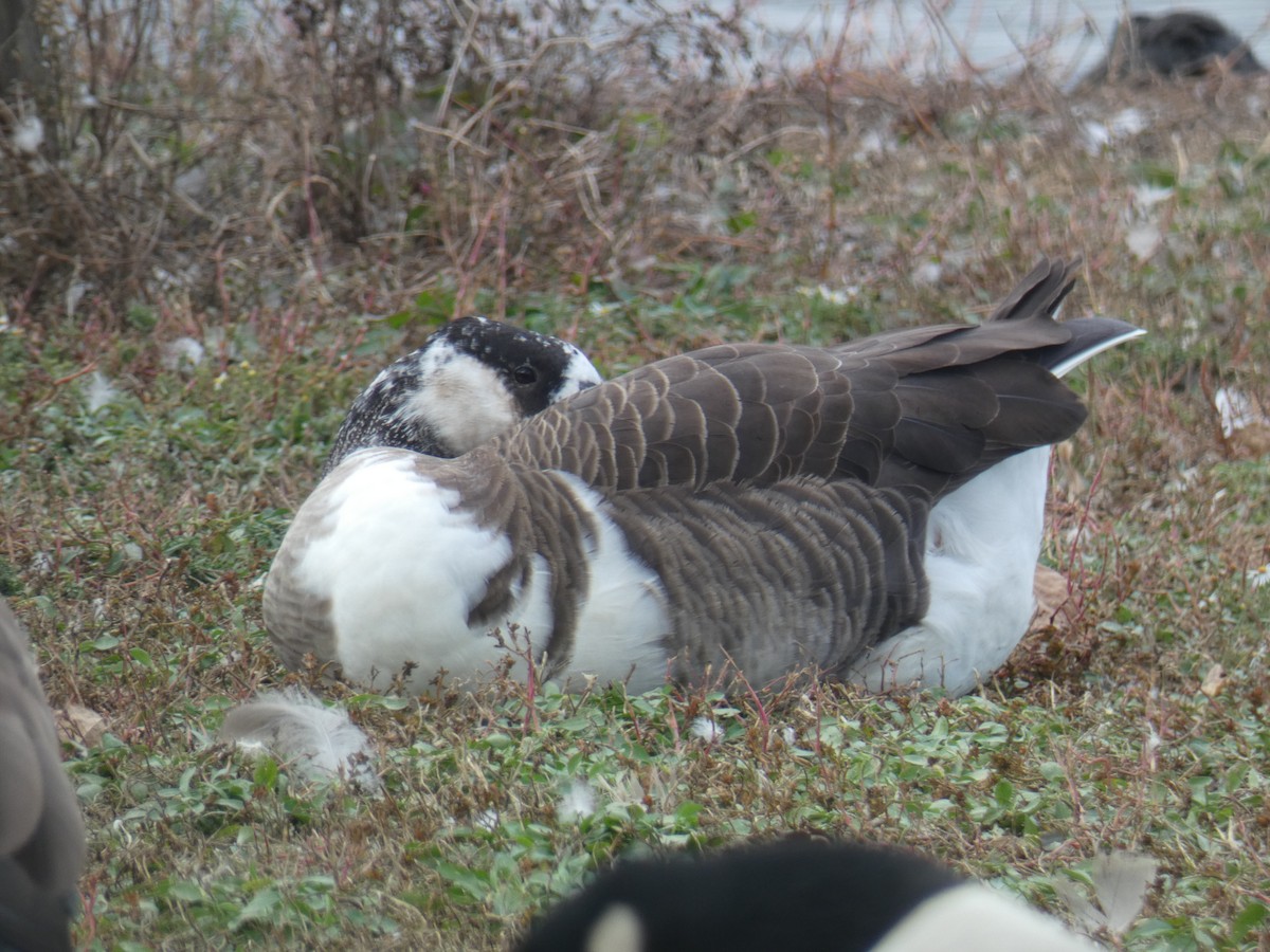 Swan Goose x Canada Goose (hybrid) - ML387263671