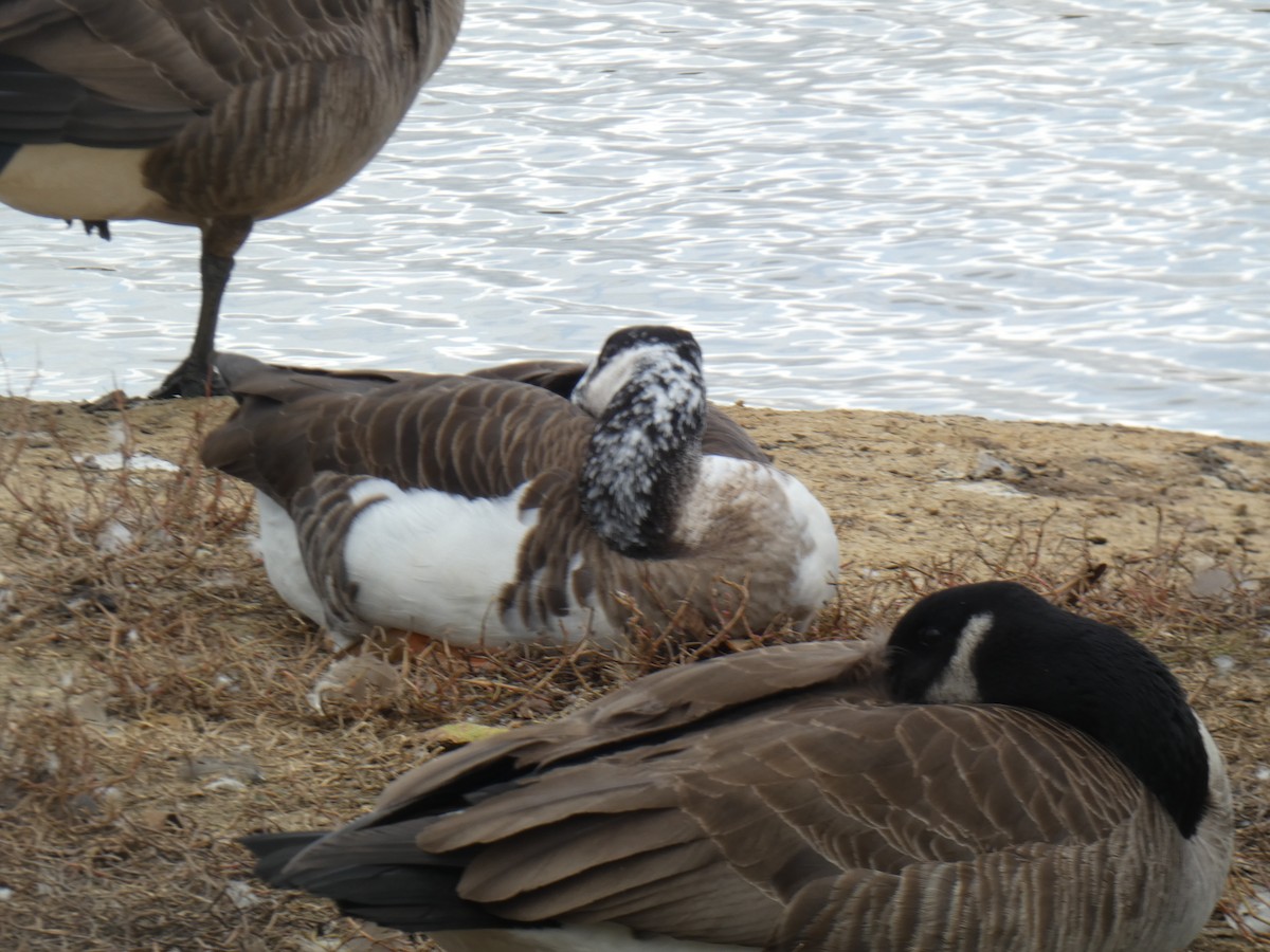 Swan Goose x Canada Goose (hybrid) - ML387263761