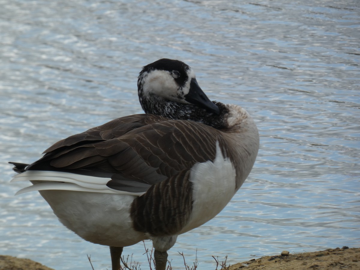 Swan Goose x Canada Goose (hybrid) - ML387263771