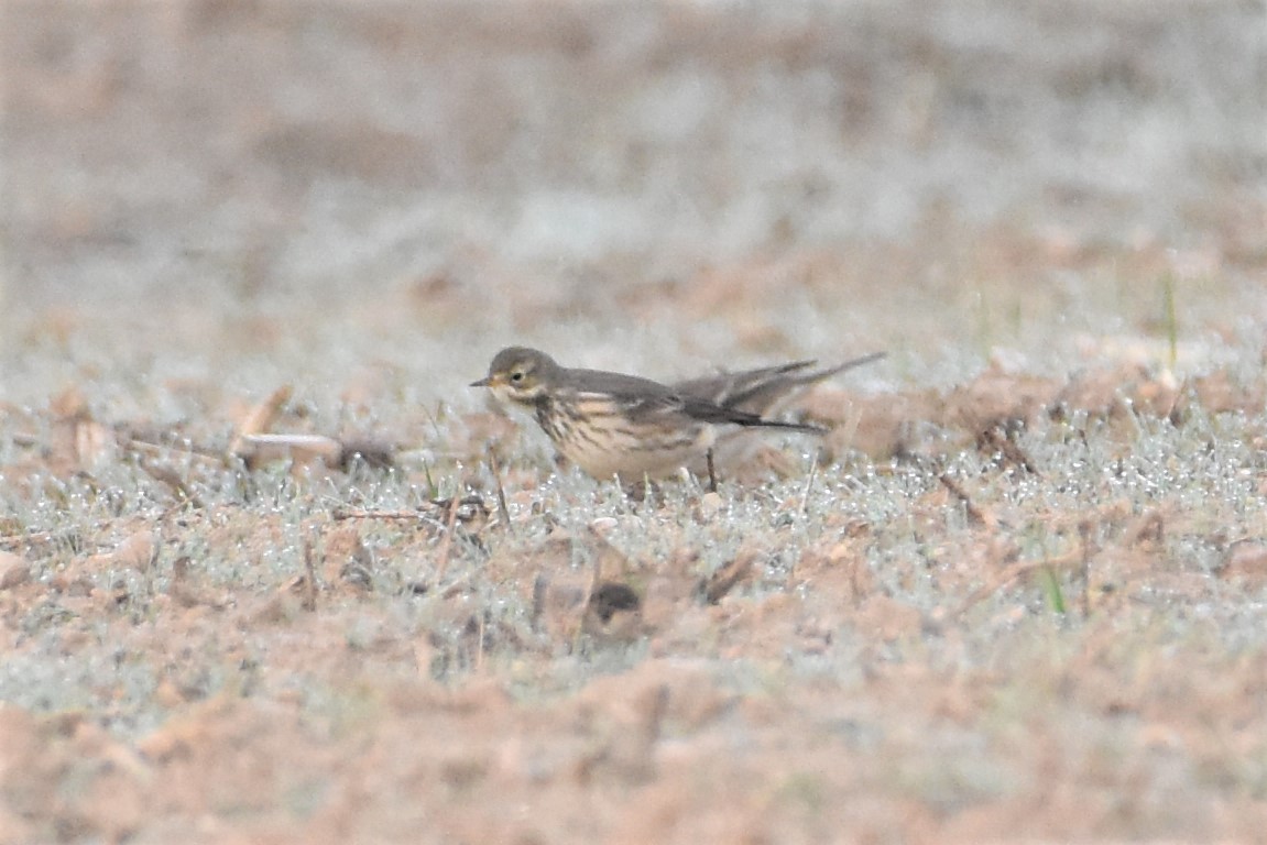 American Pipit - ML387264561