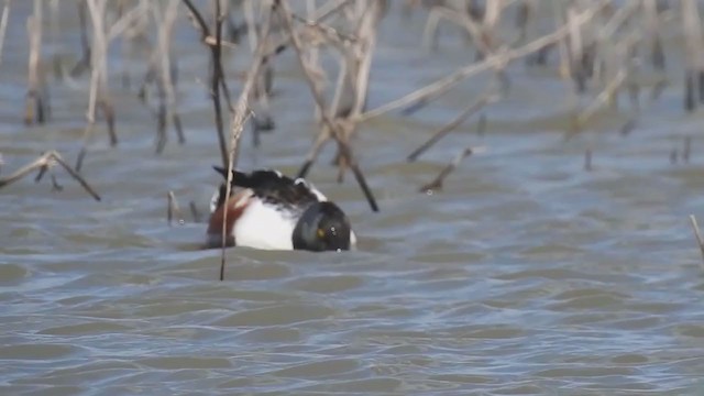 Northern Shoveler - ML387264571