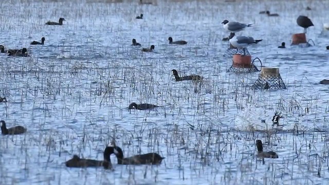 American Coot - ML387265391