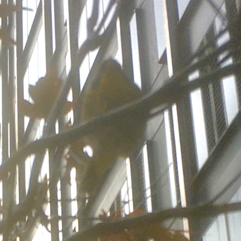 Common Yellowthroat - ML387265751