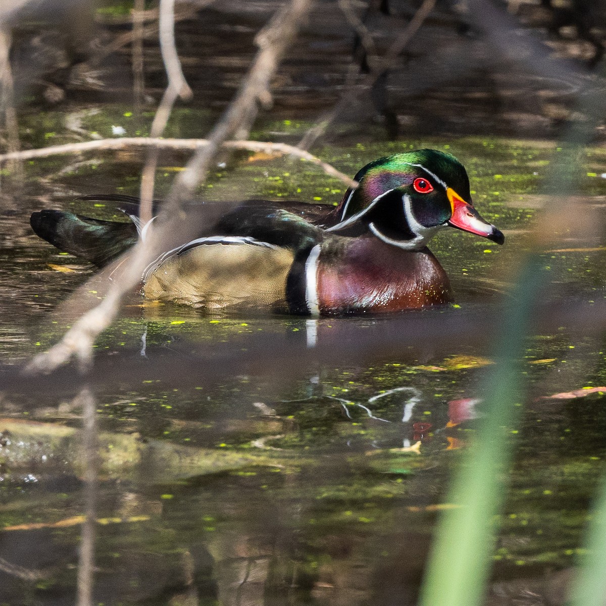 Wood Duck - ML387266061