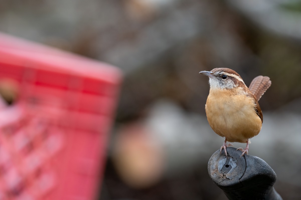 Carolina Wren - Sebastian Jones