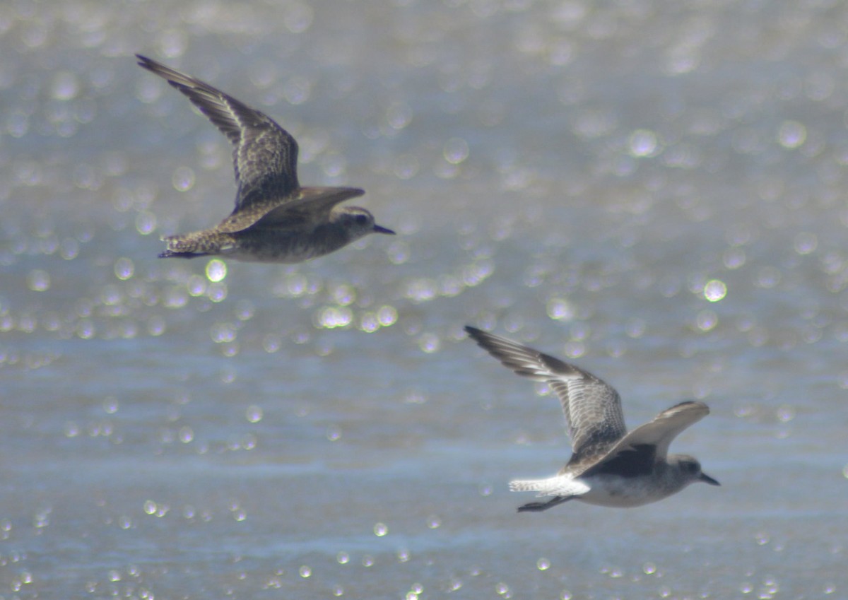 Black-bellied Plover - ML387267921