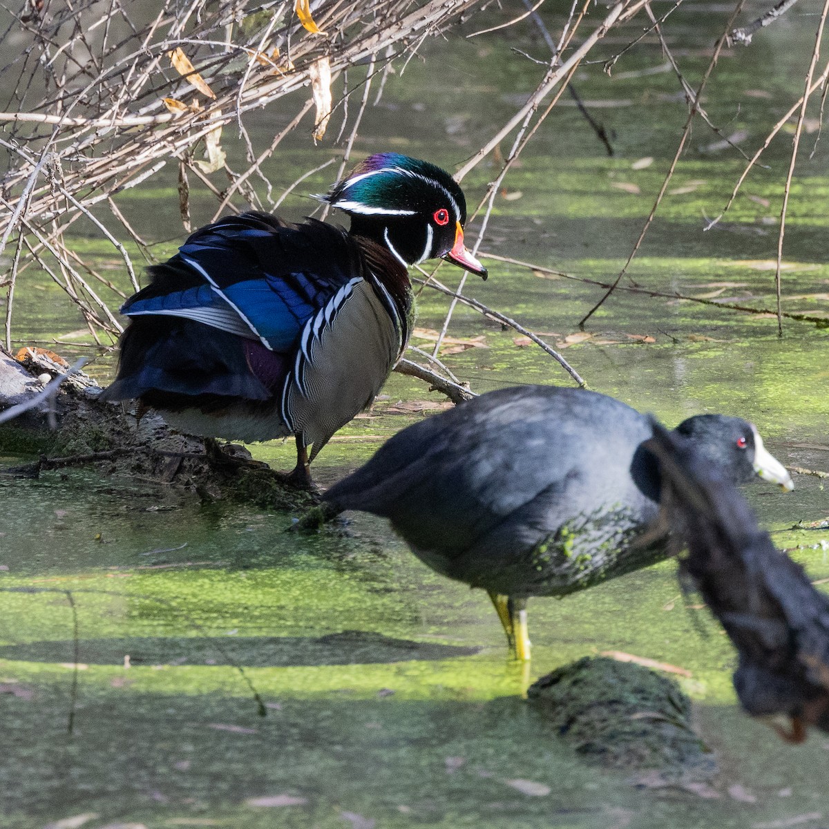 Wood Duck - ML387268091