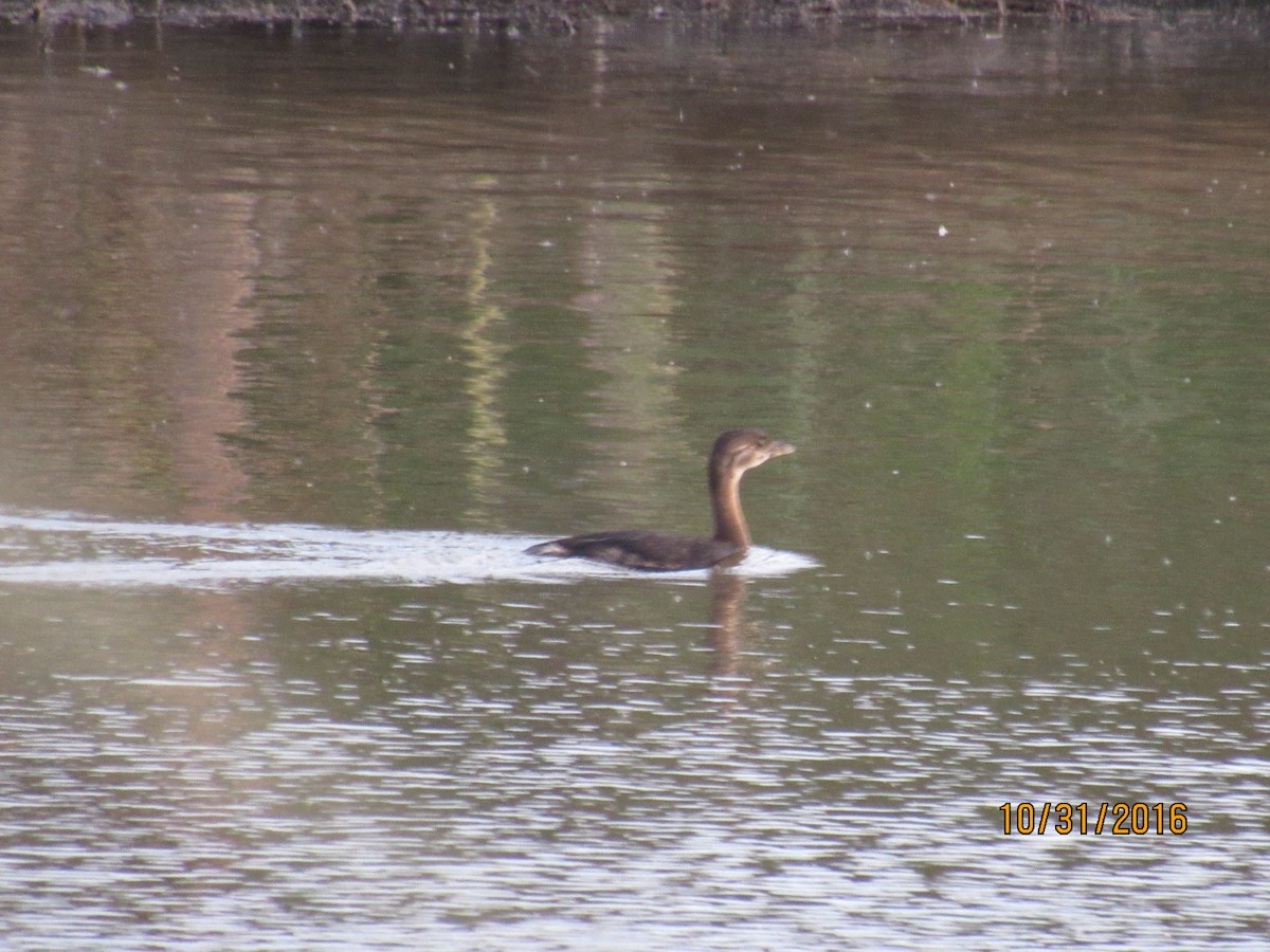 Pied-billed Grebe - ML38726851