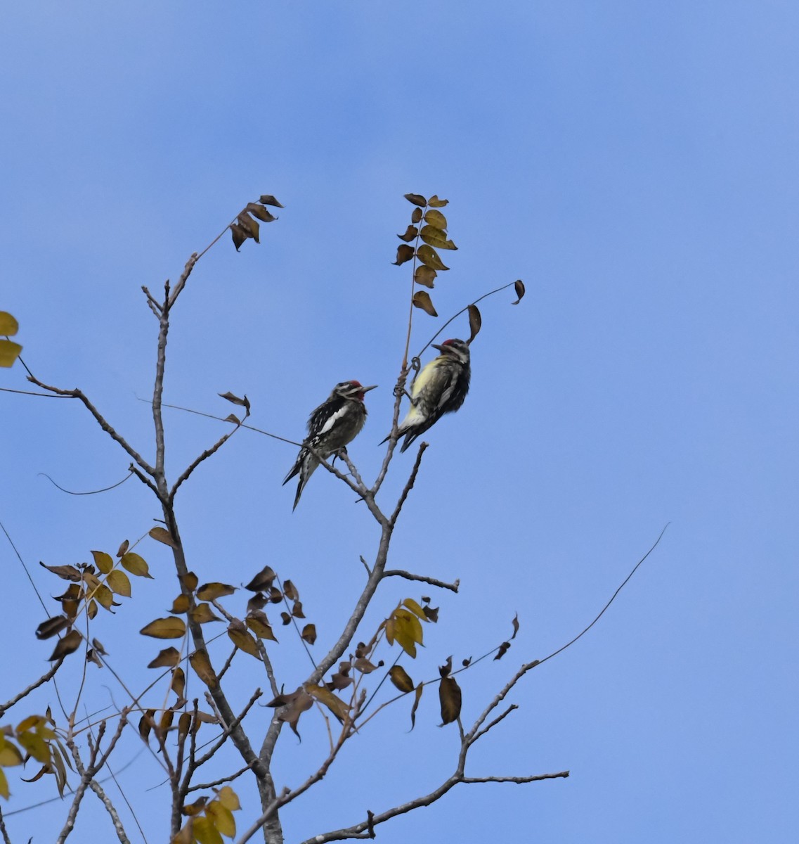 Yellow-bellied Sapsucker - ML387269101