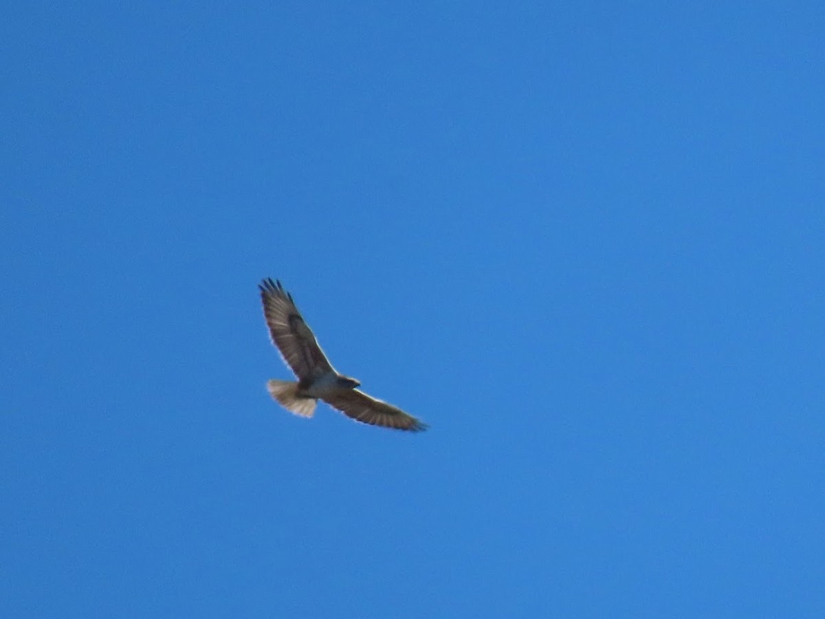 Ferruginous Hawk - ML387269221