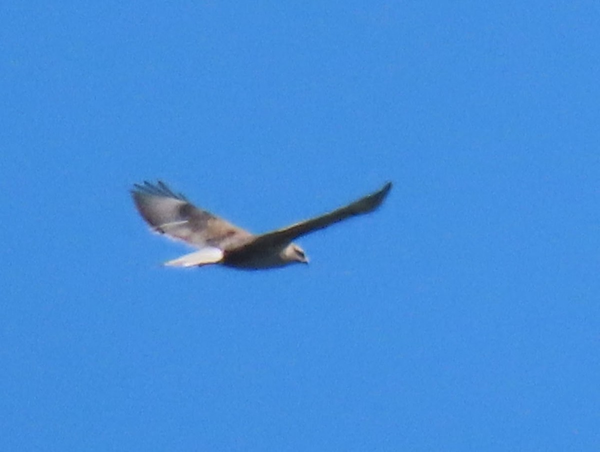 Ferruginous Hawk - ML387269231