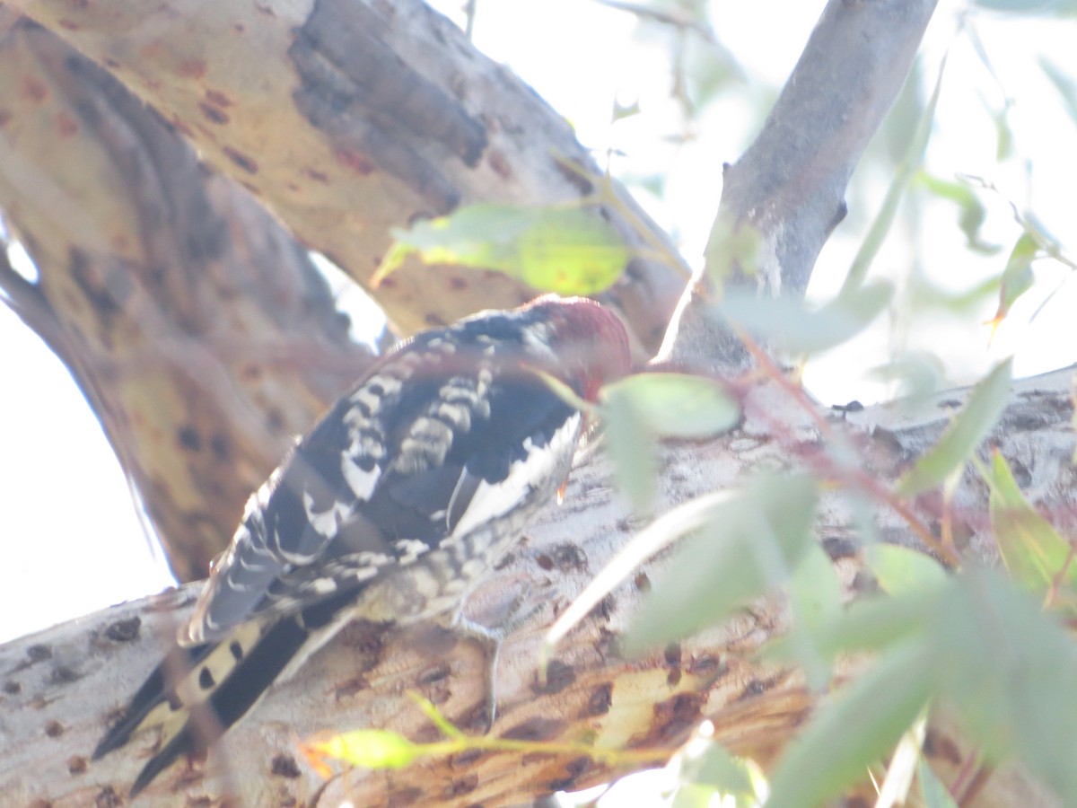 Red-naped/Red-breasted Sapsucker - ML387274831