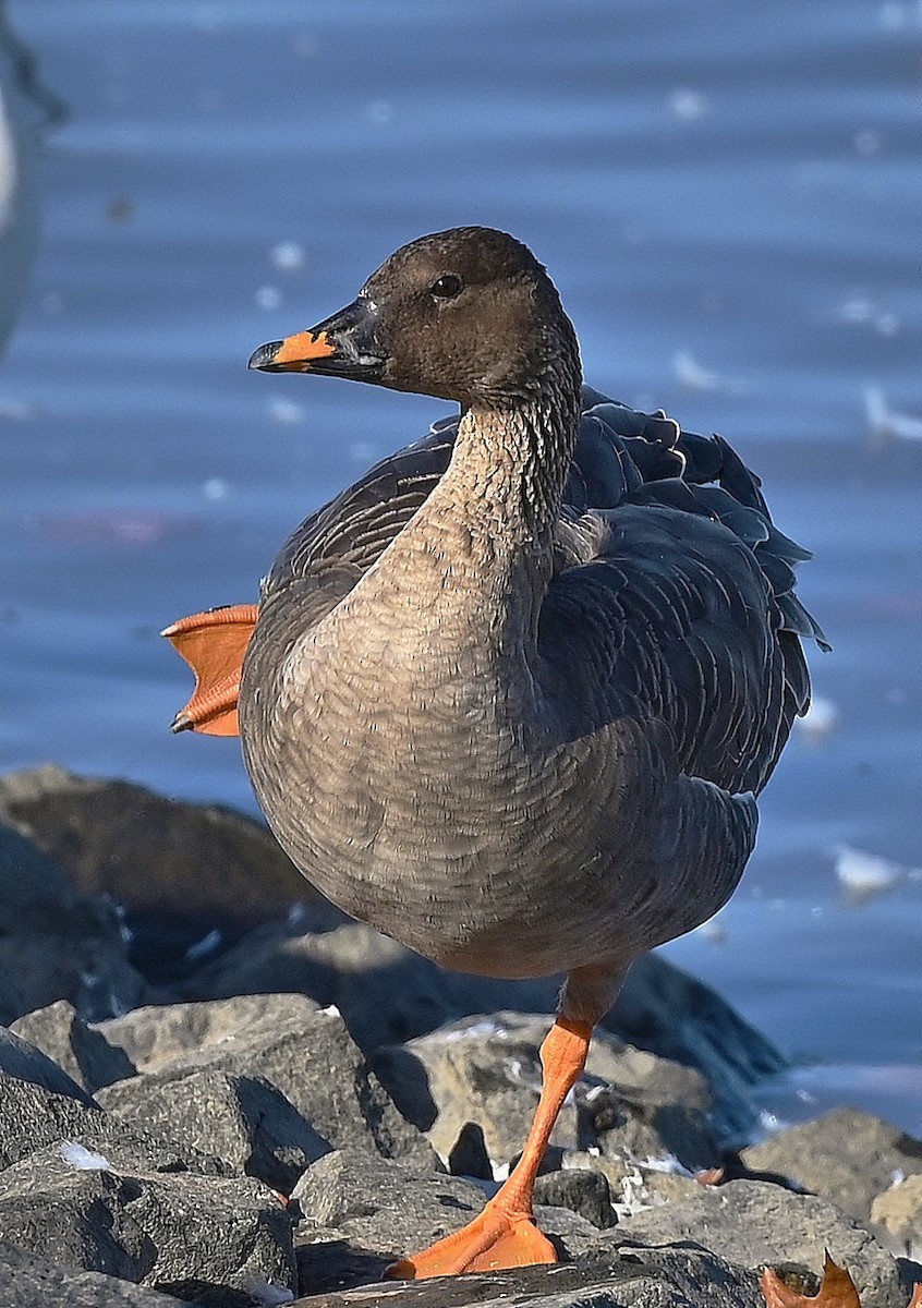 Tundra Bean-Goose - André Lanouette