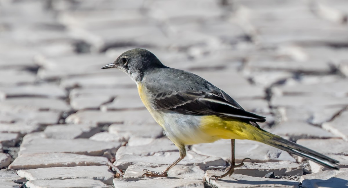 Gray Wagtail - ML387276261