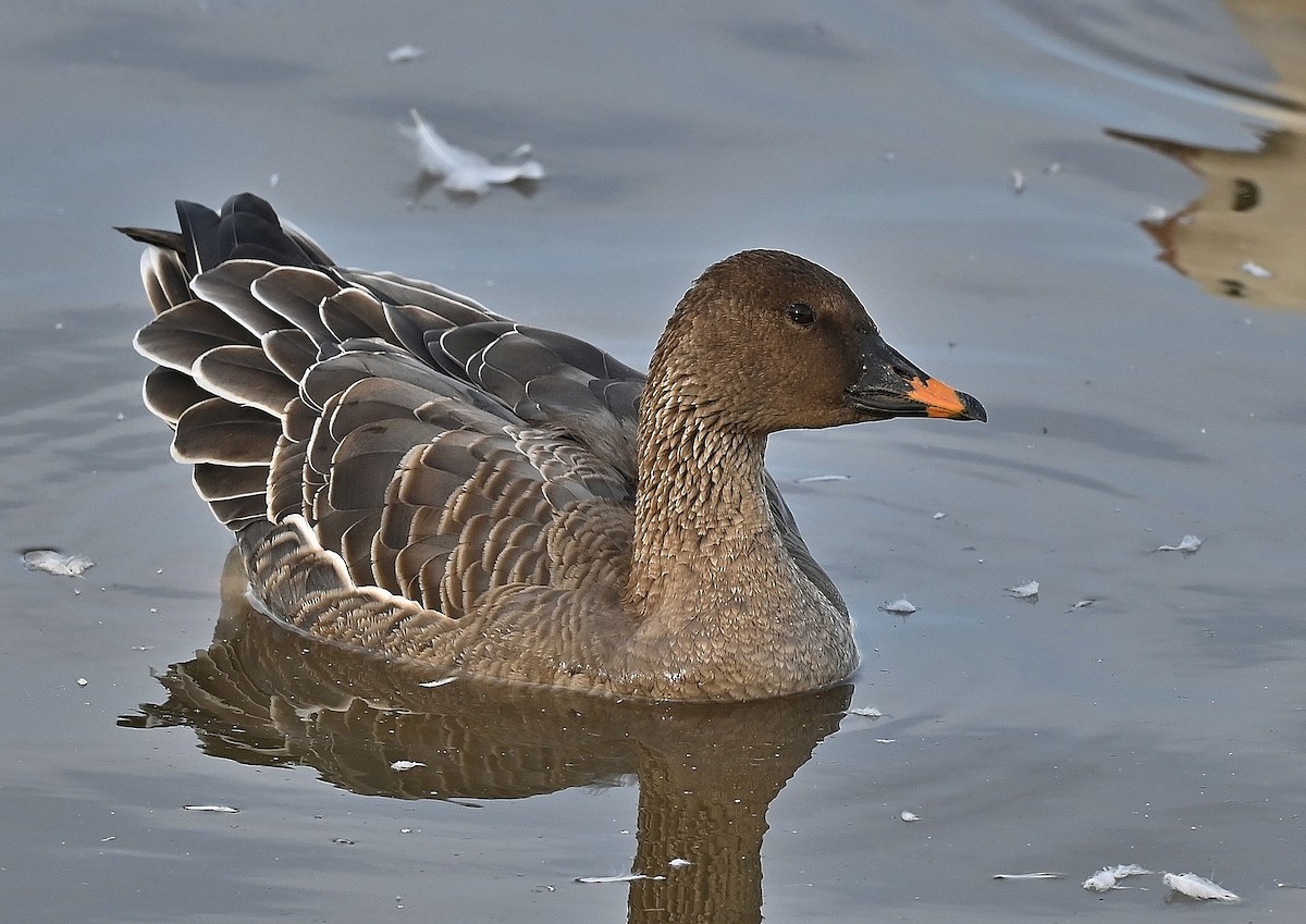 Tundra Bean-Goose - André Lanouette