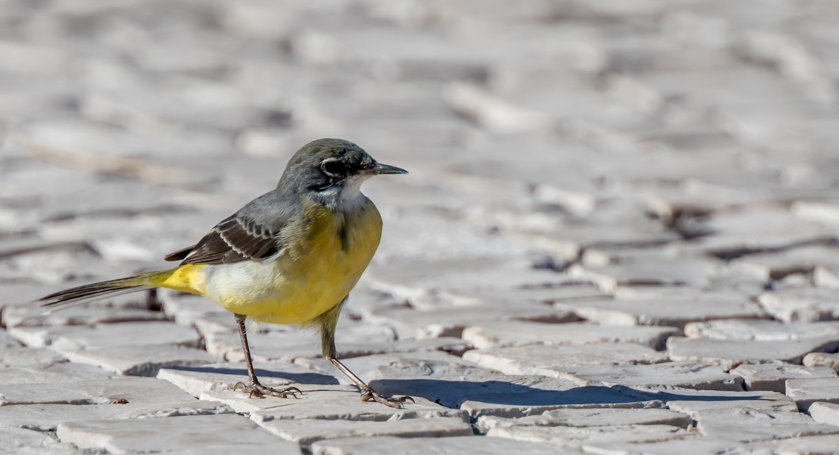 Gray Wagtail - ML387276371