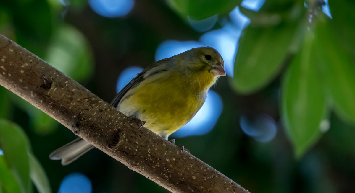 Island Canary - ML387276531