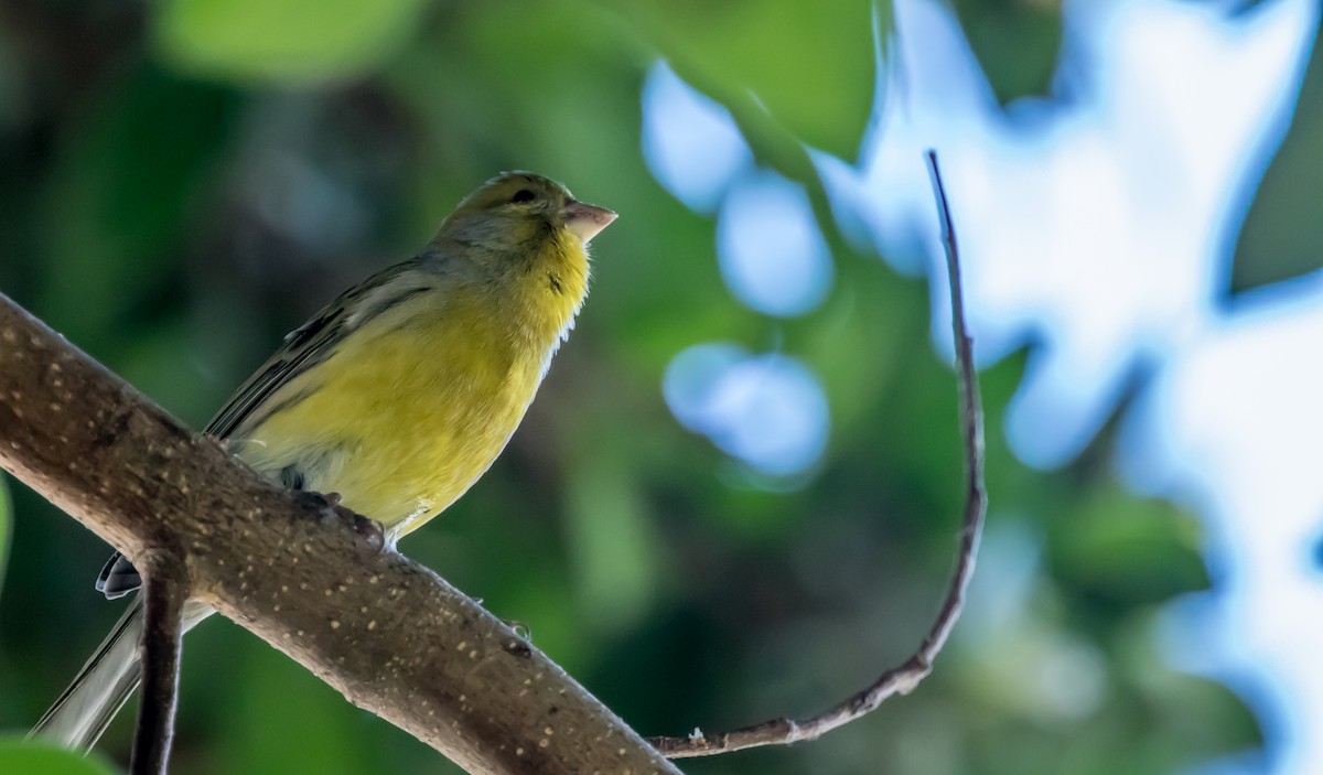 Island Canary - ML387276541